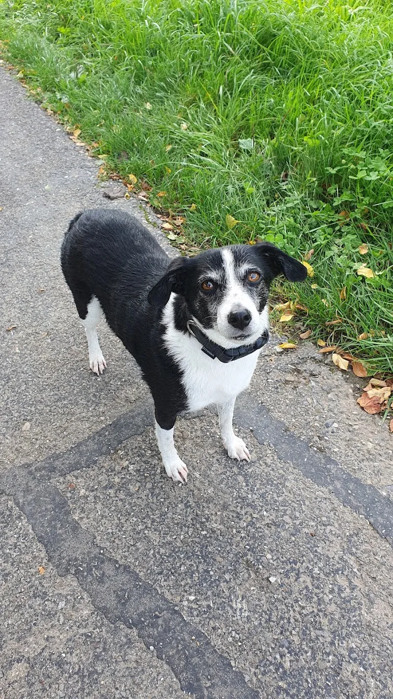 Marion's Cat & Dog Service — Katzenpension, Biberist, Solothurn. Foto 2