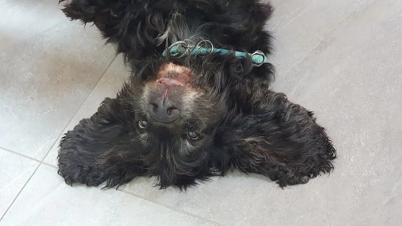 Marion's Cat & Dog Service — Katzenpension, Biberist, Solothurn. Foto 3