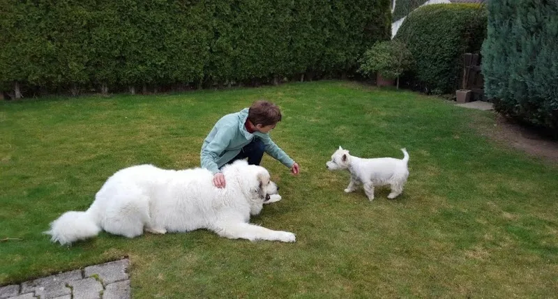 VetCenter GmbH — Tierarzt in Steffisburg, Bern. Bewertung 4.9/5.