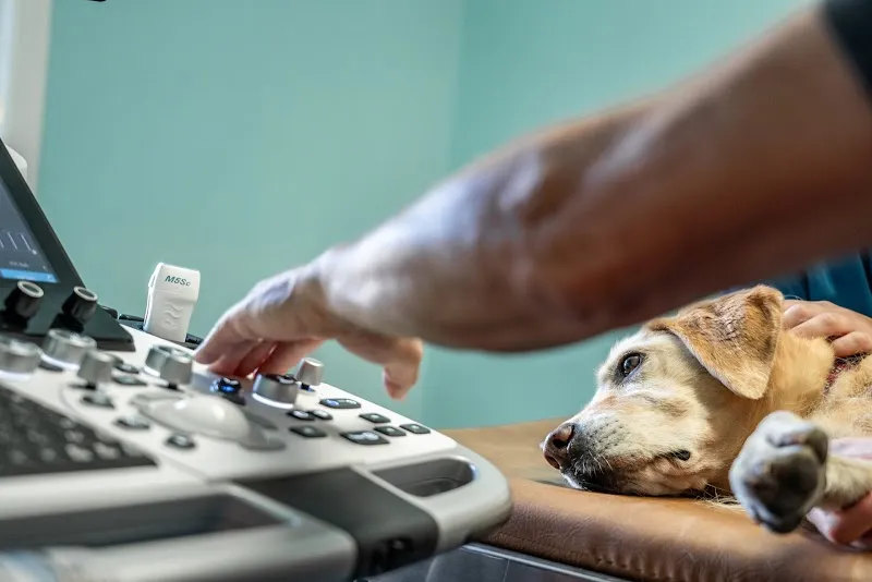 Vetimage 1815 GmbH — Tierarzt, Spiez, Bern. Foto 3