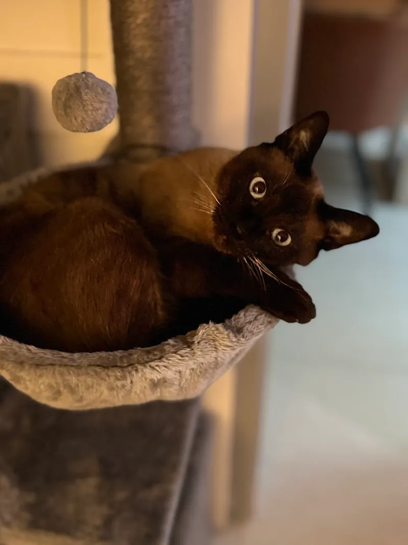 Mobiles Tierwohl — Katzenpension in Wolfwil, Solothurn. Bewertung 5.0/5.