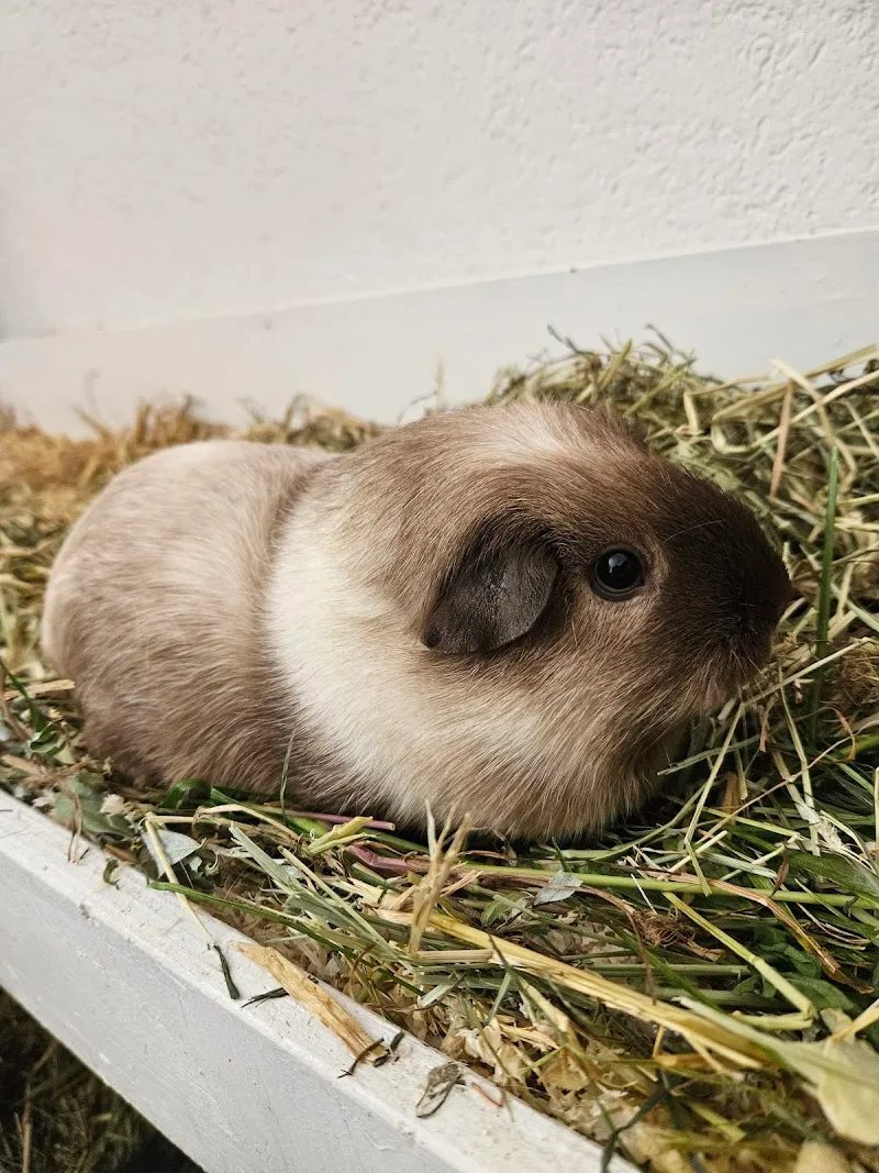 Mobiles Tierwohl — Pension pour chats, Wolfwil, Soleure. Foto 2