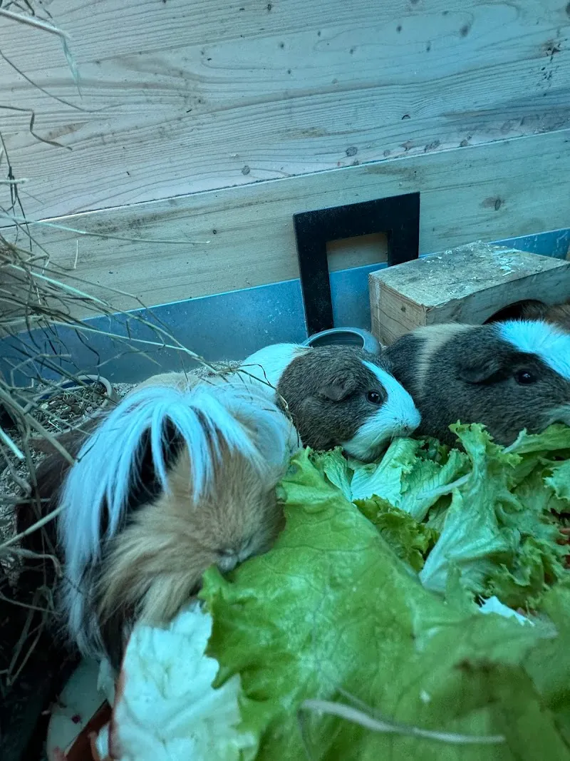 Mobiles Tierwohl — Pension pour chats, Wolfwil, Soleure. Foto 3