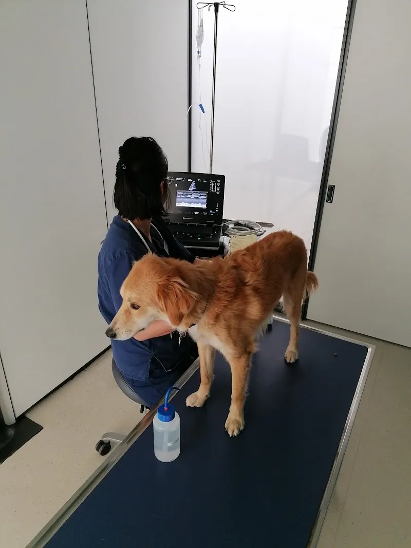 Échographie vétérinaire à Fribourg Suisse, Ultraschall für Tiere in Bern Schweiz | Mobile Vet Sonography | Natacha Wu — Tierarzt, Liebefeld, Bern. Foto 2