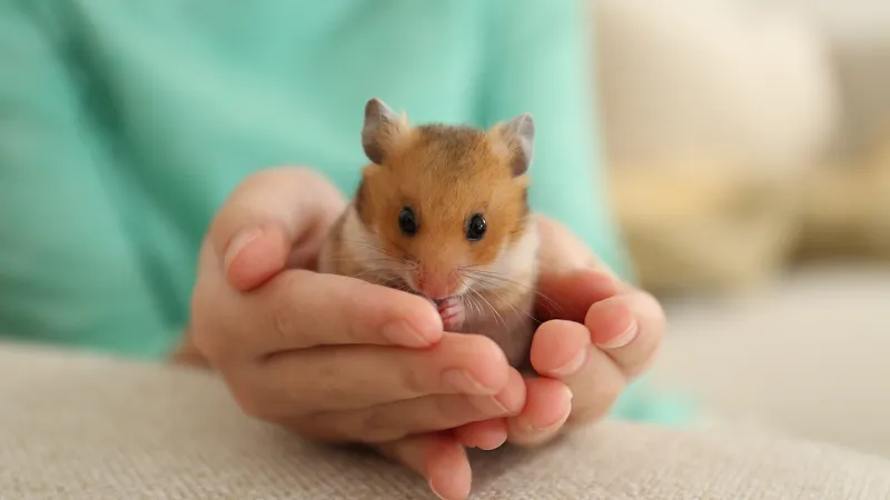 Échographie vétérinaire à Fribourg Suisse, Ultraschall für Tiere in Bern Schweiz | Mobile Vet Sonography | Natacha Wu — Tierarzt, Liebefeld, Bern. Foto 3