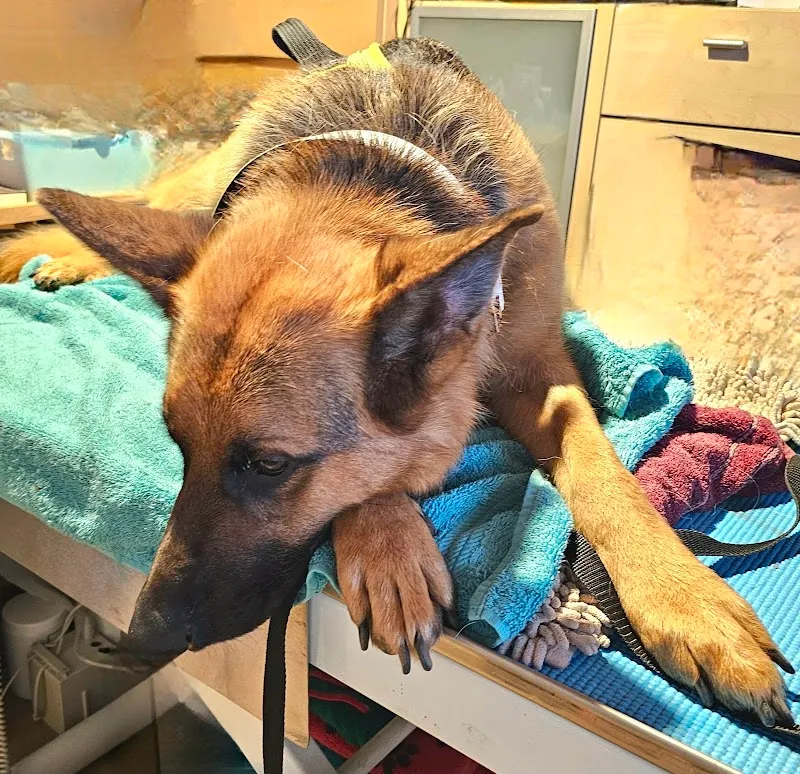 AniMed — Tierarzt in Vaulruz, Freiburg. Bewertung 5.0/5.