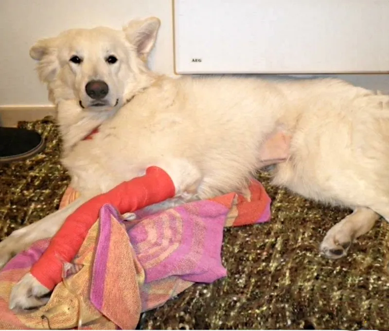 AniMed — Tierarzt, Vaulruz, Freiburg. Foto 2