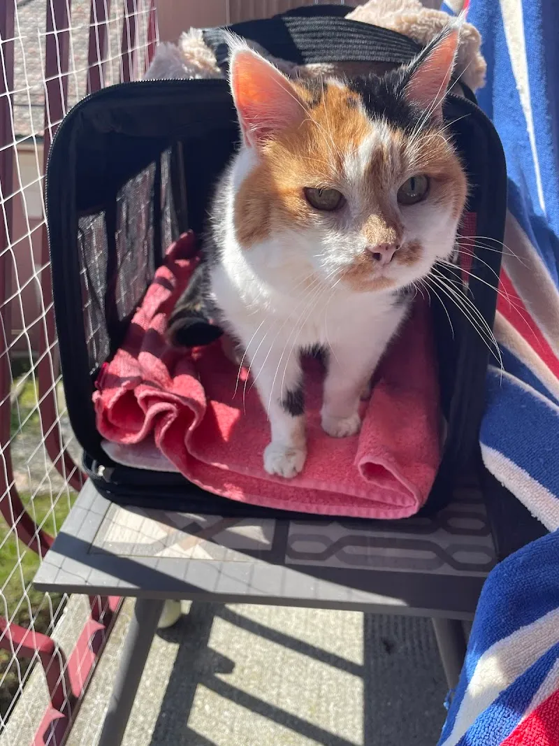 Animavet Dent de Lys — Vétérinaire, Châtel-Saint-Denis, Fribourg. Foto 3