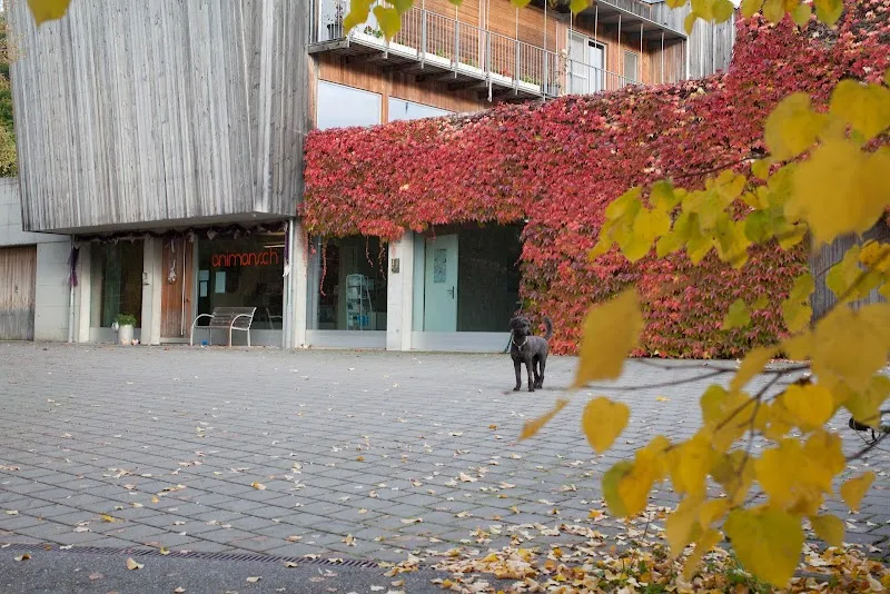 Barboutzet — Tierarzt, Courtepin, Freiburg. Foto 3