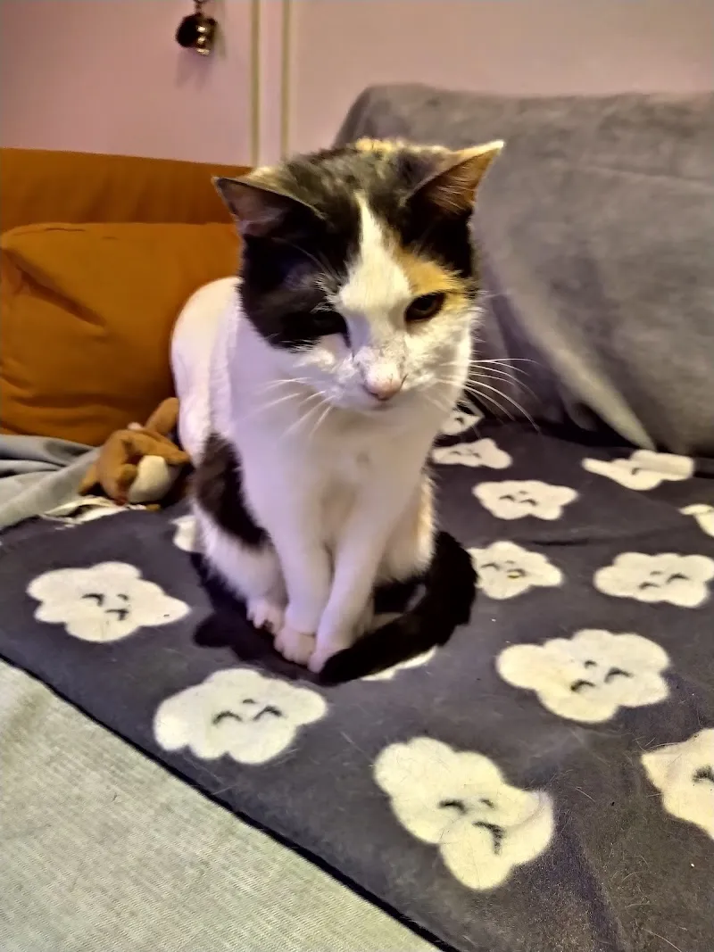 Cabinet Vétérinaire MobilVet — Tierarzt, Villars-sur-Glâne, Freiburg. Foto 3