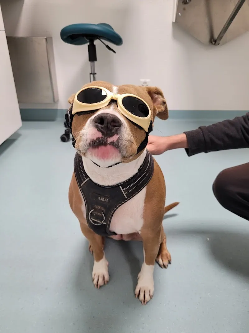 Cabinet Vétérinaire Vetmint Saint-Blaise — Vétérinaire, St Blaise, Neuchâtel. Foto 2