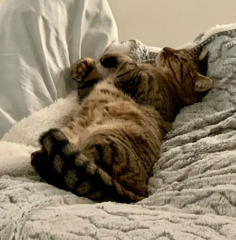 Cabinet Vétérinaire Vetmint Saint-Blaise — Vétérinaire, St Blaise, Neuchâtel. Foto 3