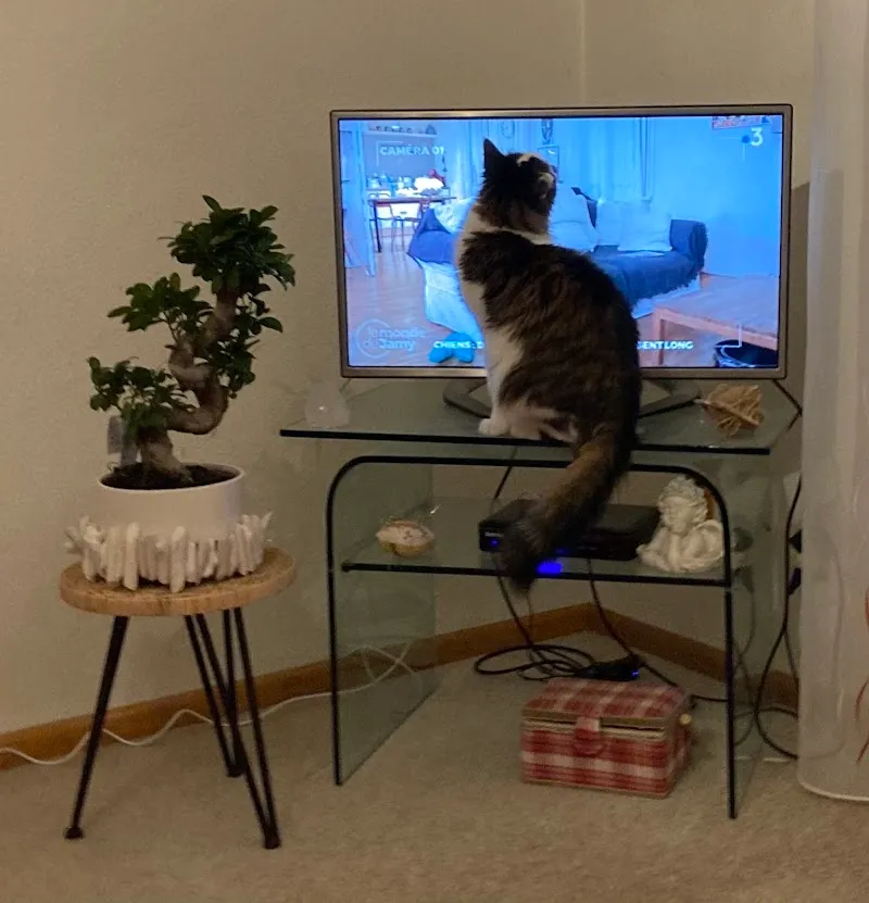 Cabinet Vétérinaire de la Gérine — Tierarzt in Marly, Freiburg. Bewertung 4.7/5.