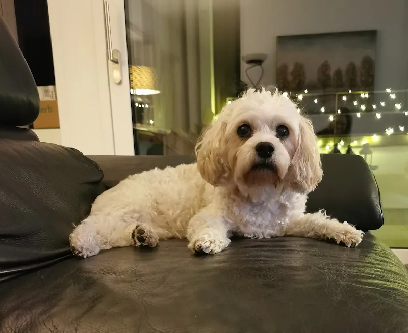 Cabinet Vétérinaire de la Gérine — Veterinarian, Marly, Fribourg. Foto 2