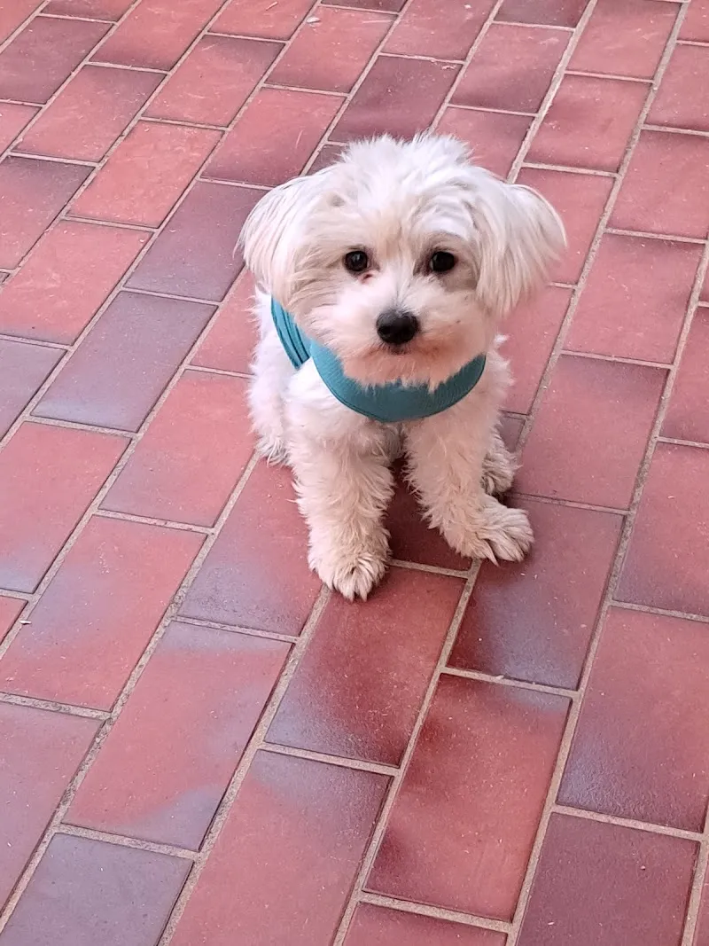 Cabinet Vétérinaire de la Gérine — Veterinarian, Marly, Fribourg. Foto 3