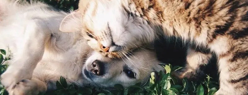 Cabinet vétérinaire Hadorn — Tierarzt in Posieux, Freiburg. Bewertung 5.0/5.