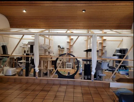 Nerotel Katzenpension — Katzenpension in Häusernmoos, Bern. Bewertung 5.0/5.