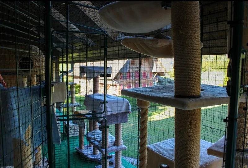 Nerotel Katzenpension — Katzenpension, Häusernmoos, Bern. Foto 2