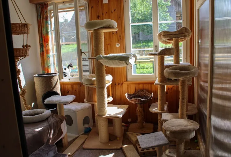 Nerotel Katzenpension — Katzenpension, Häusernmoos, Bern. Foto 3