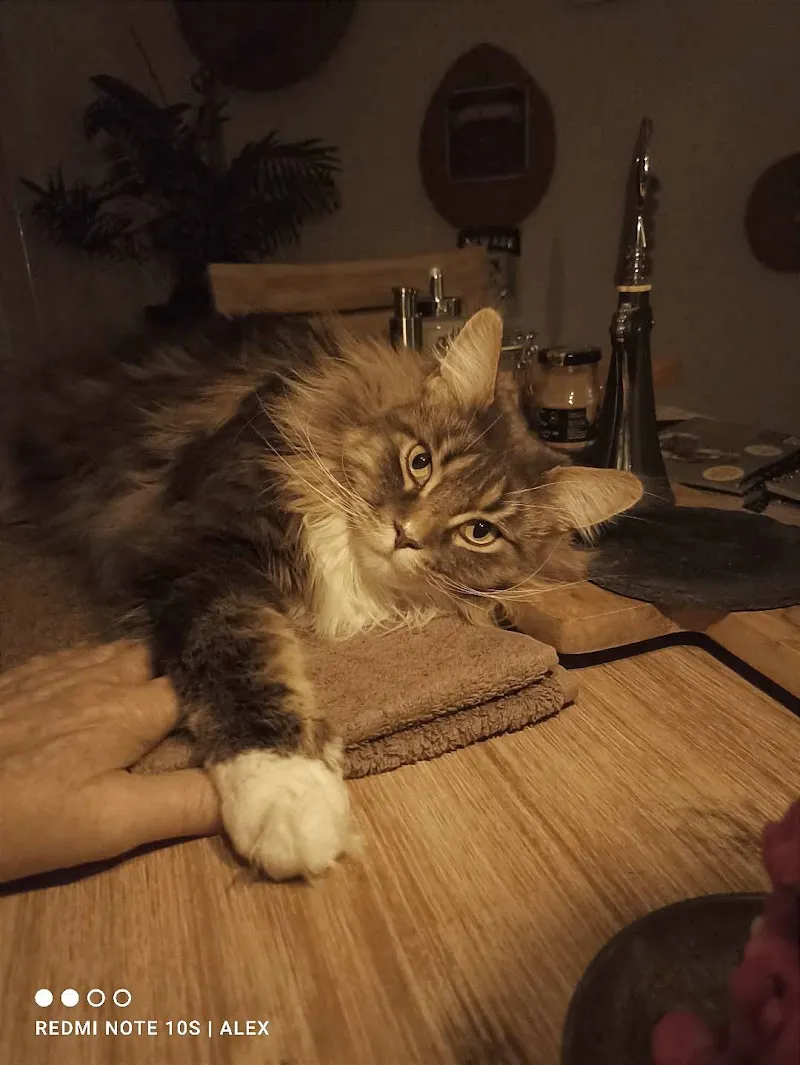 Cabinet vétérinaire des 3 Sapins — Tierarzt, Vaulruz, Freiburg. Foto 2