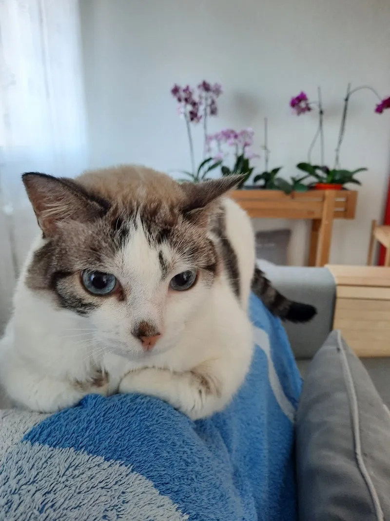 Centre Vétérinaire Agy — Tierarzt in Granges-Paccot, Freiburg. Bewertung 4.5/5.