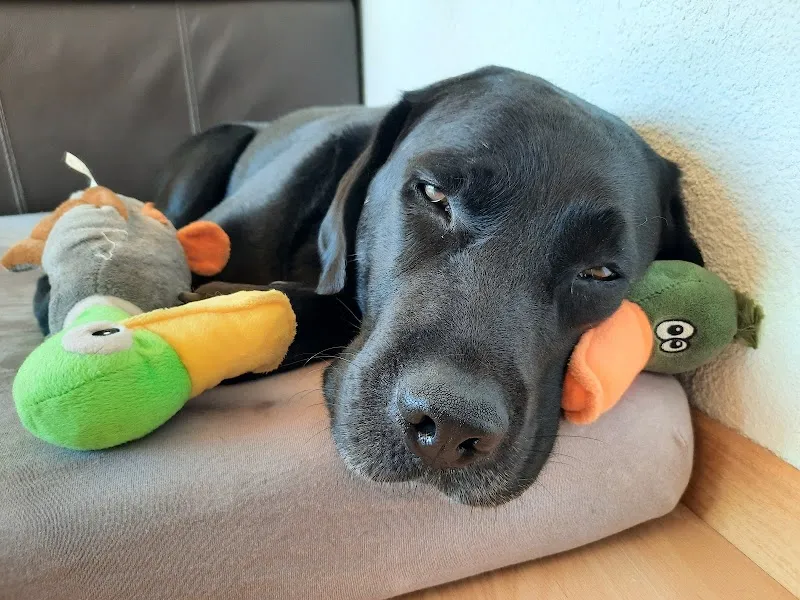 Centre Vétérinaire Agy — Tierarzt, Granges-Paccot, Freiburg. Foto 2