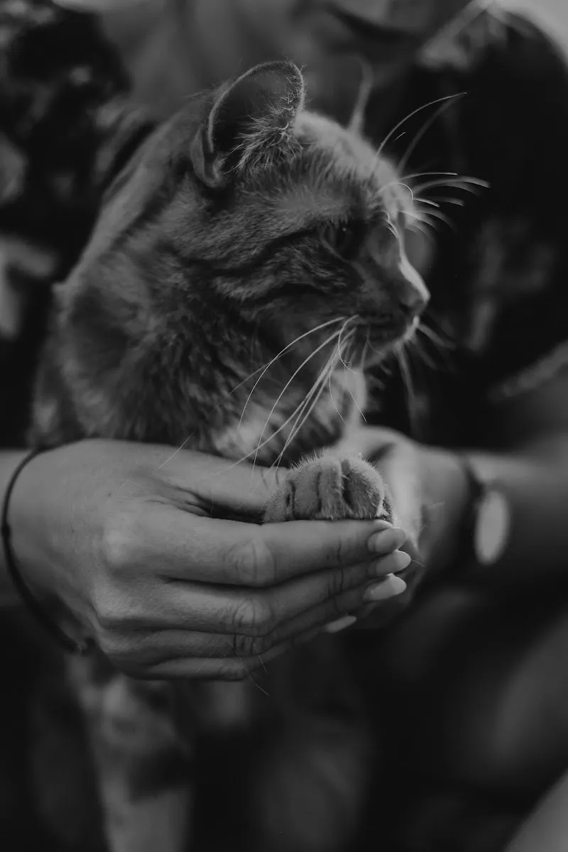 Cynthia Emonet Ostéopathie Animale — Service animalier, La Roche, Fribourg. Foto 2