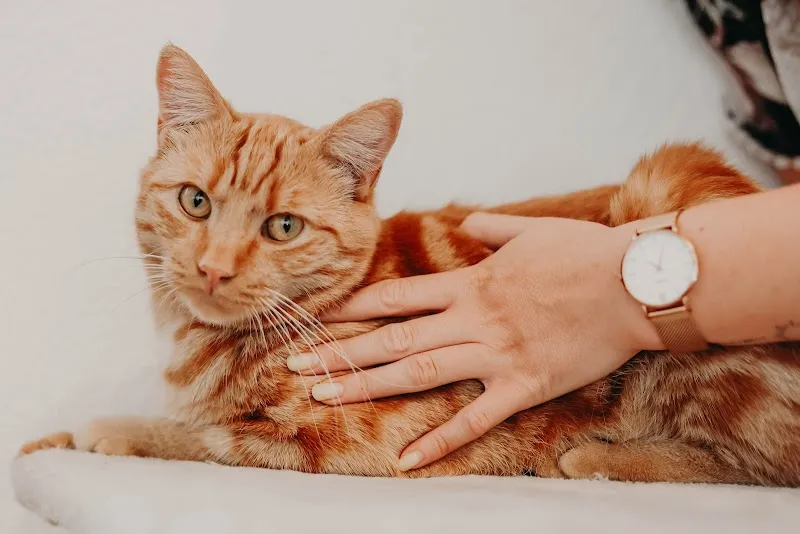 Cynthia Emonet Ostéopathie Animale — Service animalier, La Roche, Fribourg. Foto 3