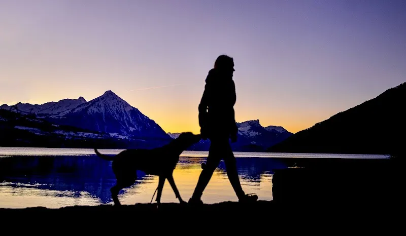 Passion 4 Paws — Katzenpension in Bönigen, Bern. Bewertung 5.0/5.