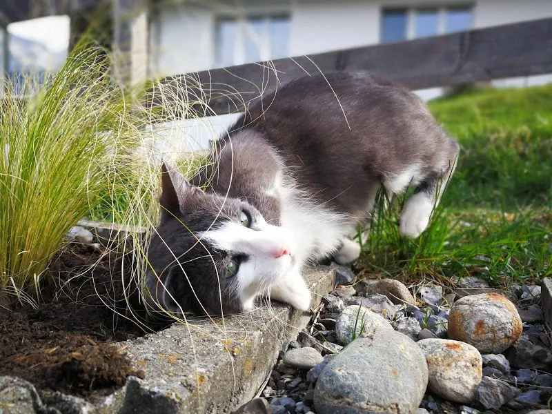 Passion 4 Paws — Katzenpension, Bönigen, Bern. Foto 2