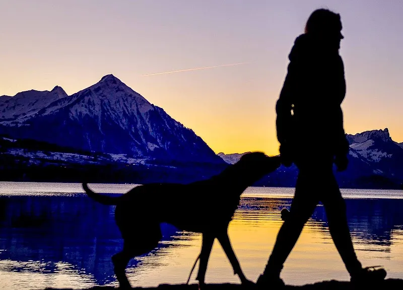 Passion 4 Paws — Katzenpension, Bönigen, Bern. Foto 3