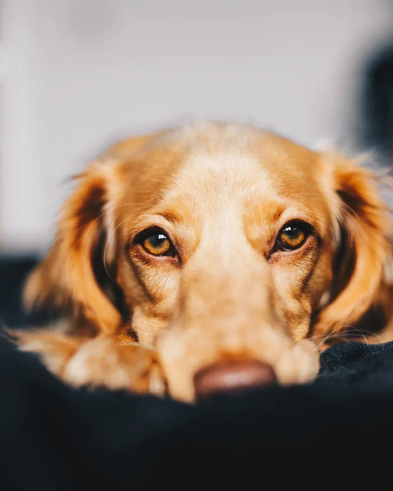 Hamburger Dirk — Tierarzt in Fribourg, Freiburg. Bewertung 4.7/5.