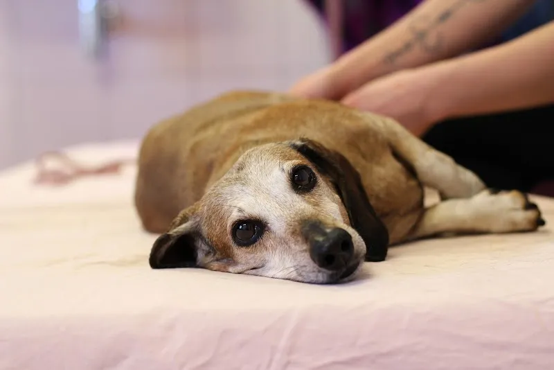 INDIKA-animalreha SA — Tierdienste in Semsales, Freiburg. Bewertung 4.8/5.