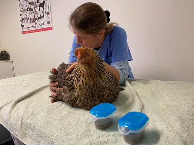 INDIKA-animalreha SA — Servizio per animali, Semsales, Friburgo. Foto 2