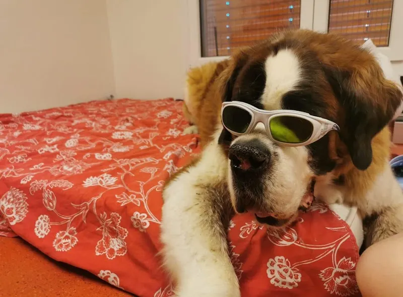 INDIKA-animalreha SA — Servizio per animali, Semsales, Friburgo. Foto 3