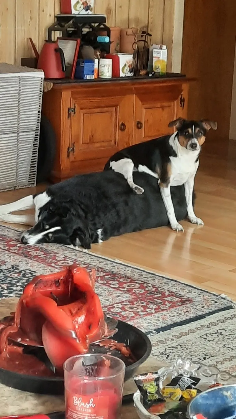 Kleintierpraxis Chännelmatte GmbH — Veterinarian, Düdingen, Fribourg. Foto 2