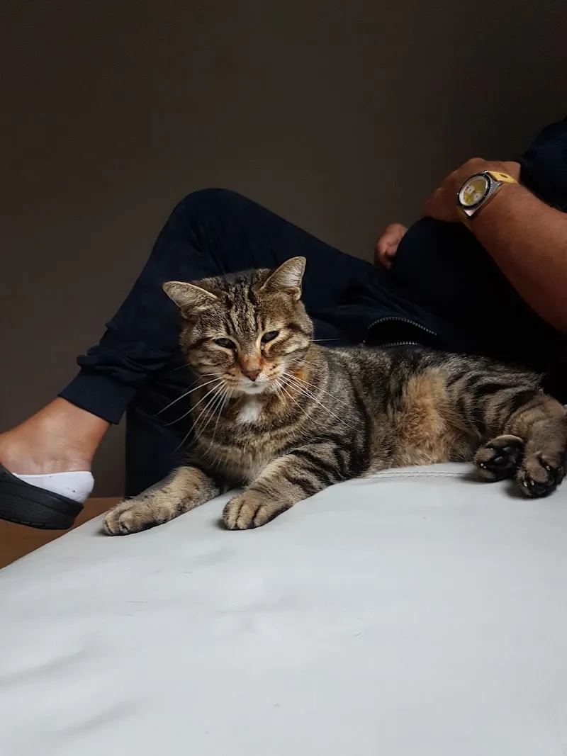 Kleintierpraxis Chännelmatte GmbH — Veterinarian, Düdingen, Fribourg. Foto 3