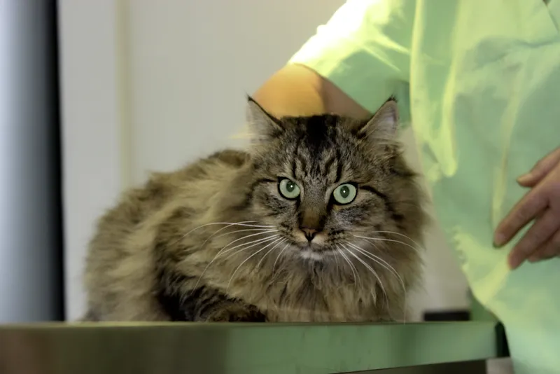 Kleintierpraxis am See — Tierarzt in Morat, Freiburg. Bewertung 4.5/5.