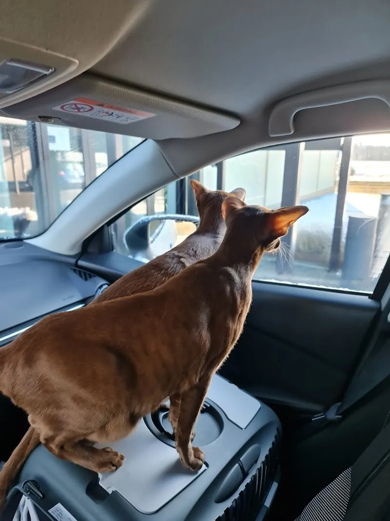 Kleintierpraxis am See — Tierarzt, Morat, Freiburg. Foto 2