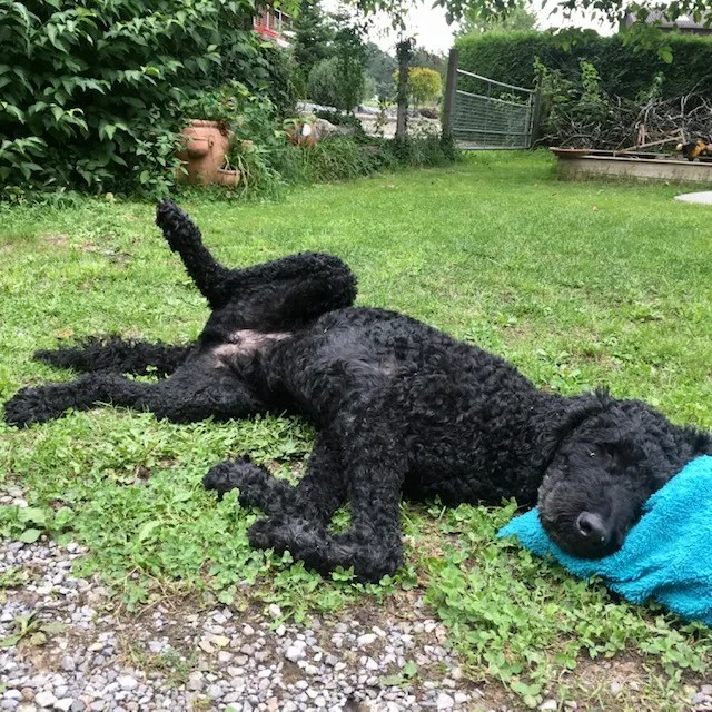 PfotenGlück Tierbetreuung — Katzenpension in Niederlenz, Aargau. Bewertung 4.8/5.