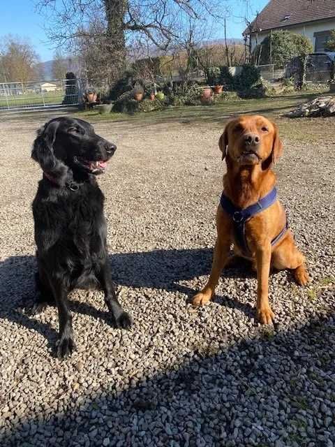PfotenGlück Tierbetreuung — Pension pour chats, Niederlenz, Argovie. Foto 2