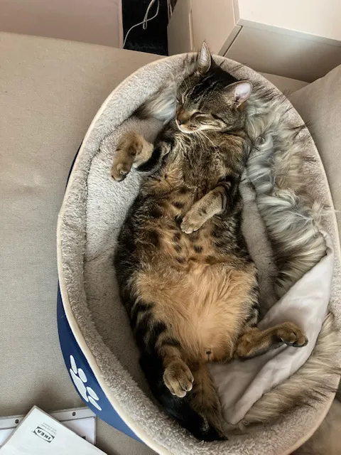 PfotenGlück Tierbetreuung — Pension pour chats, Niederlenz, Argovie. Foto 3