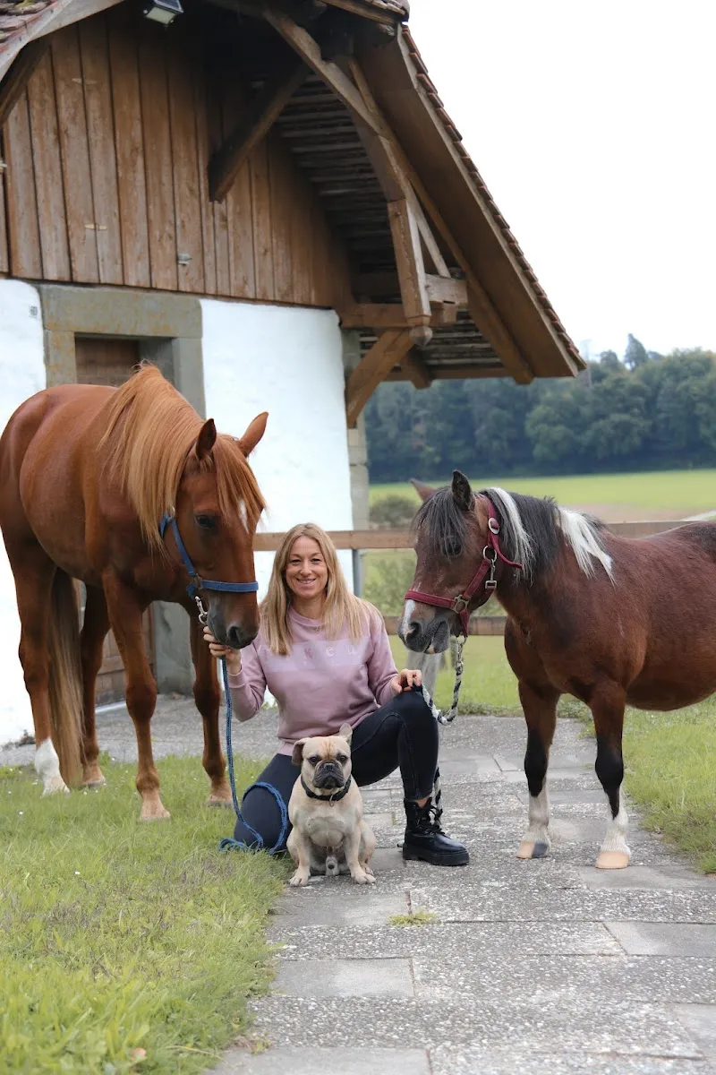 Mobile Tierarztpraxis Murten Chirodent — Tierarzt in Ins, Bern. Bewertung 5.0/5.