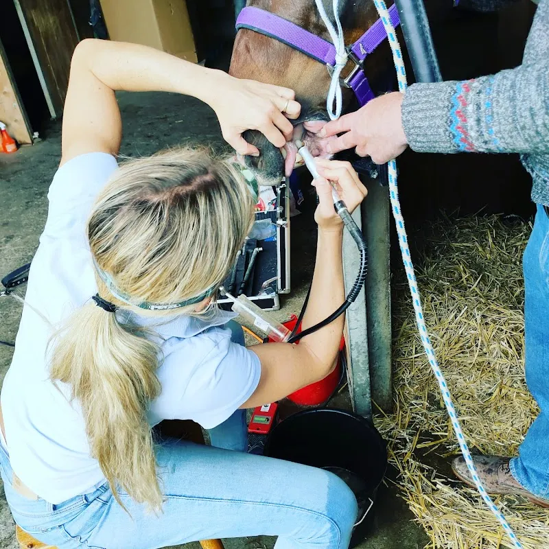 Mobile Tierarztpraxis Murten Chirodent — Tierarzt, Ins, Bern. Foto 2