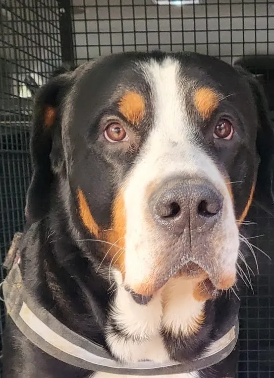 Mobile Tierarztpraxis Murten Chirodent — Tierarzt, Ins, Bern. Foto 3