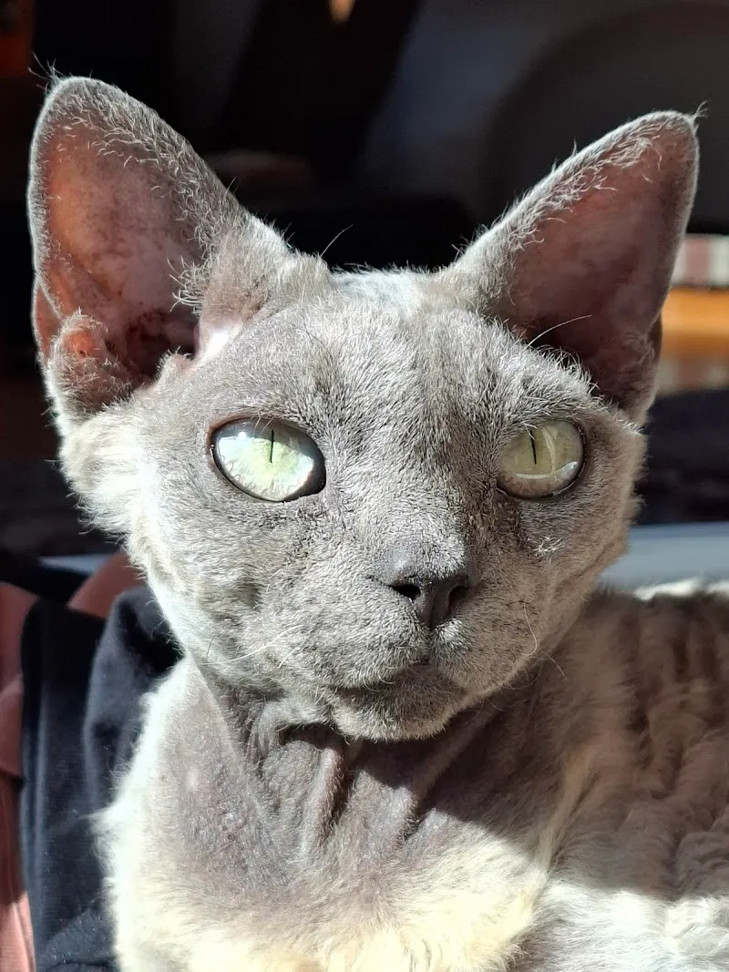 Nathalie Otten — Tierarzt in Bulle, Freiburg. Bewertung 4.7/5.