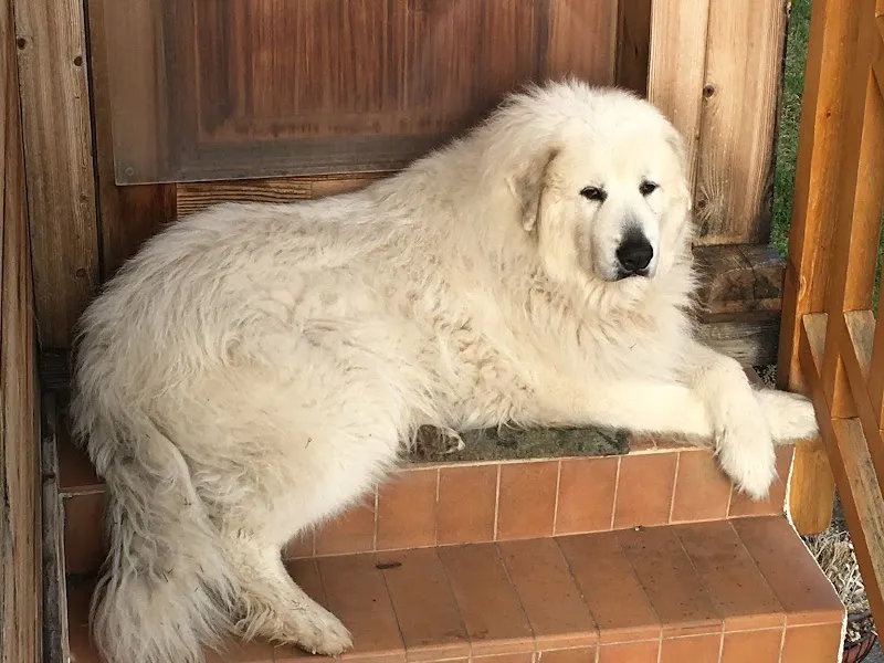 Nathalie Otten — Vétérinaire, Bulle, Fribourg. Foto 2