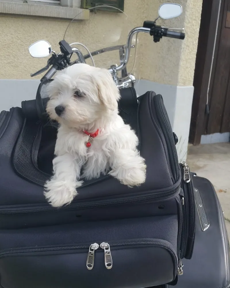 Nathalie Otten — Vétérinaire, Bulle, Fribourg. Foto 3