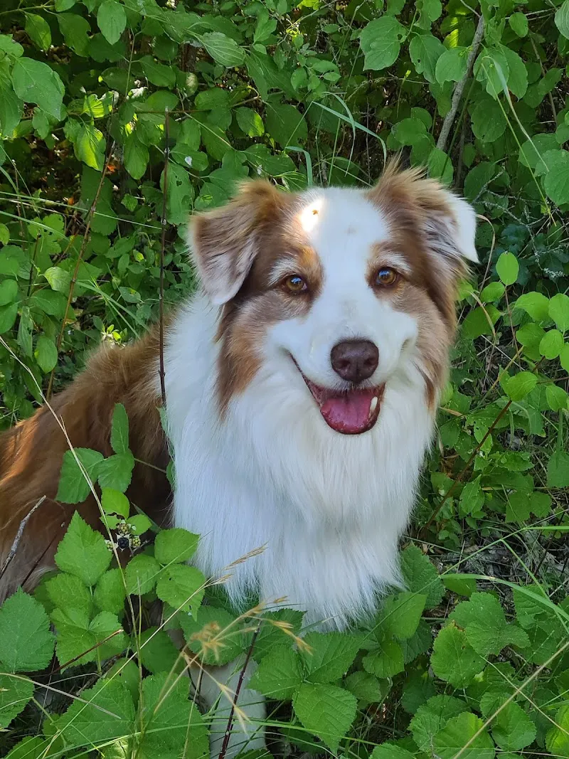 Vet Bu/Le SA — Tierarzt in Bulle, Freiburg. Bewertung 4.6/5.