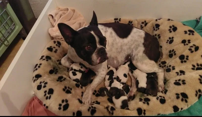 Vet Bu/Le SA — Tierarzt, Bulle, Freiburg. Foto 2